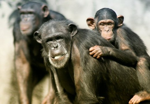 Zinātniece iztulkojusi šimpanžu žestu valodu